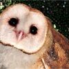alaurageorge